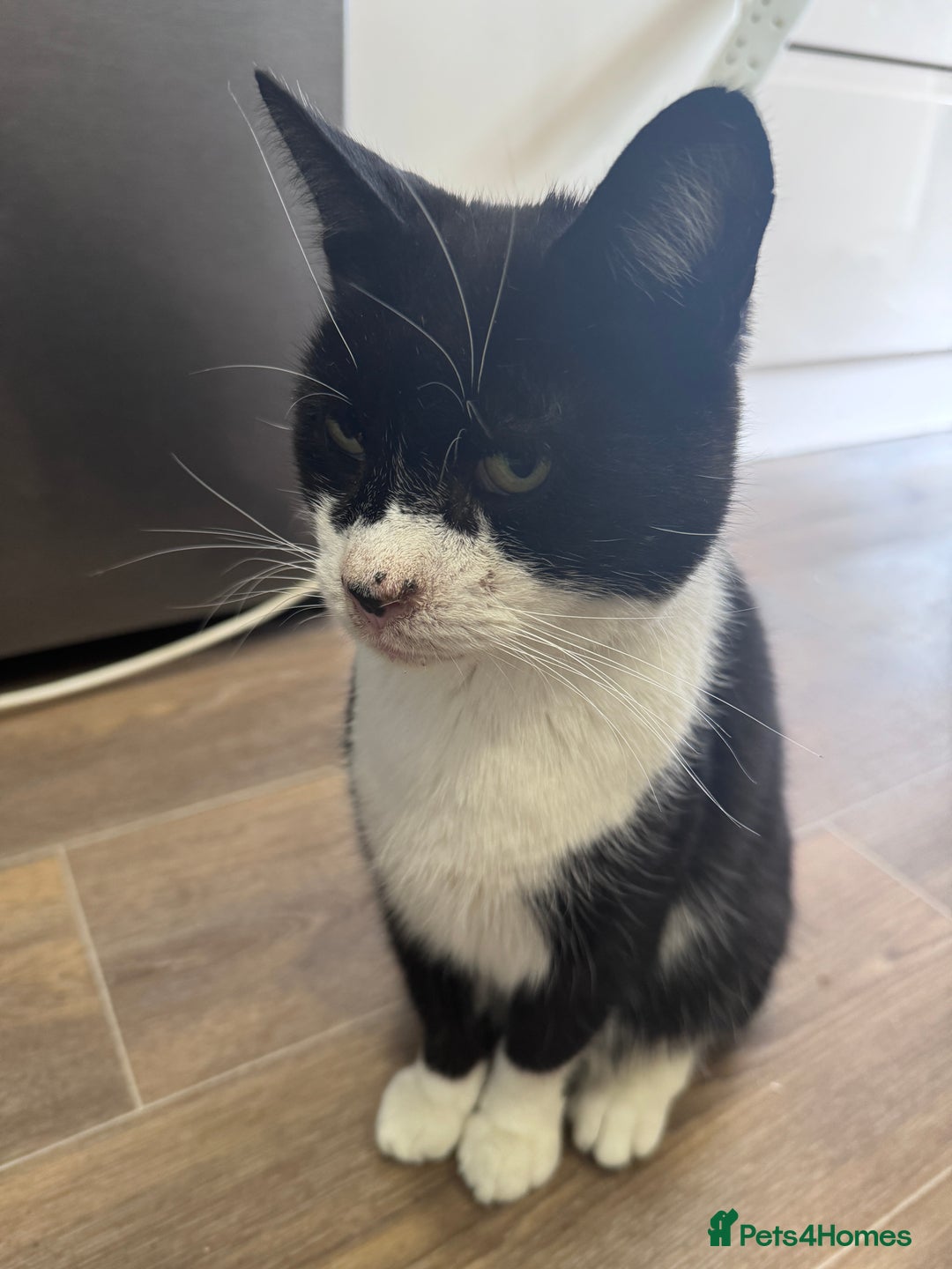 Mixed Breed cats for sale: X2 male cats Batman & Blacky - Image 19