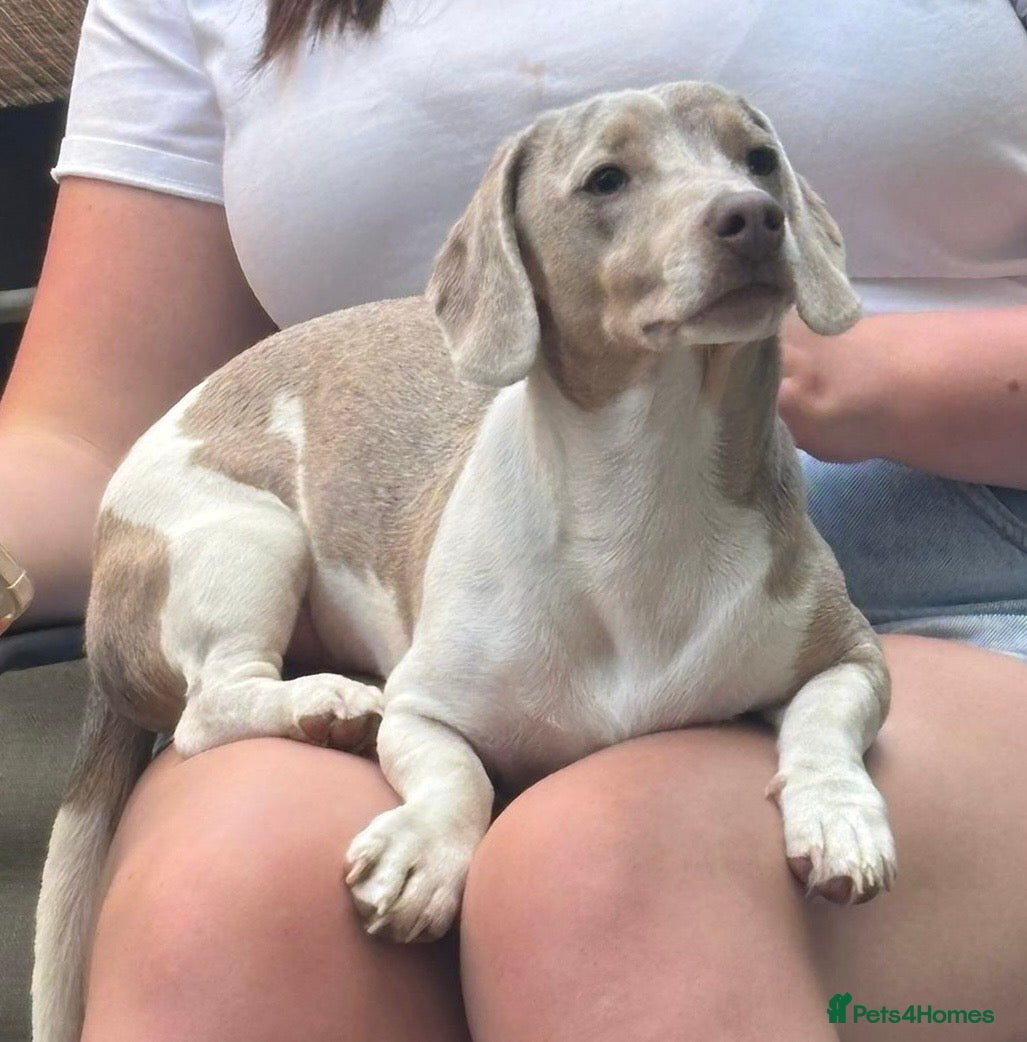 Dachshund dogs 1 year old male (Piggy)  - Advert 4