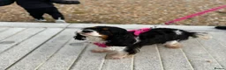 Cavalier King Charles Spaniel dogs for sale: BEAUTIFUL KING CHARLES CAVALIER PUPPYS - Advert 3