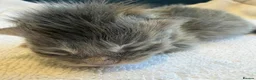 Ragcoon cats for sale: Ragdoll × Maine Coon Kittens rare colours - Advert 9