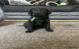 Labrador Retriever dogs for sale: KC Black Labrador Puppies - Image 17