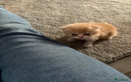 Persian cats for sale: Persian kittens  - Image 12