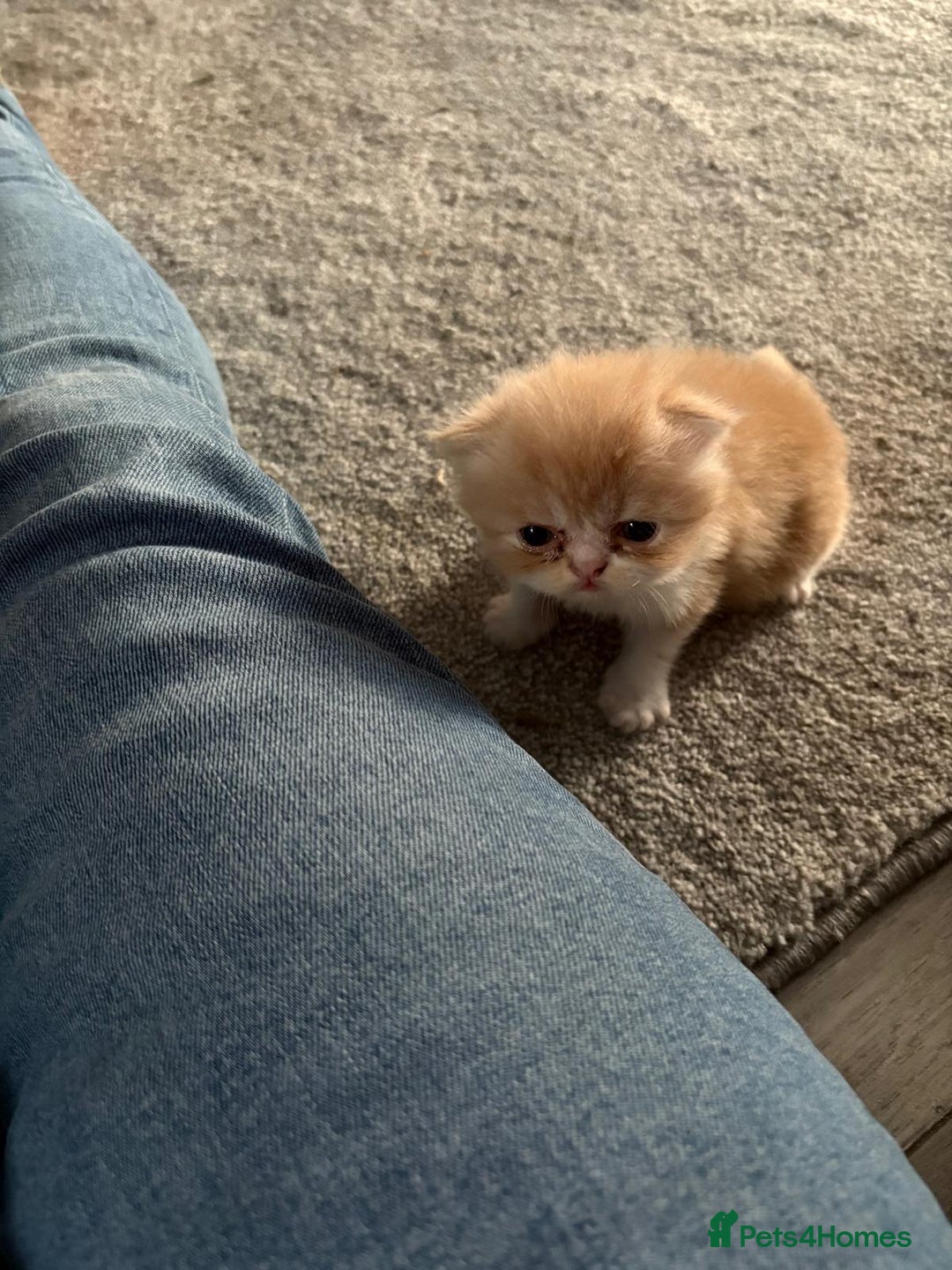 Persian cats for sale: Persian kittens  - Image 12
