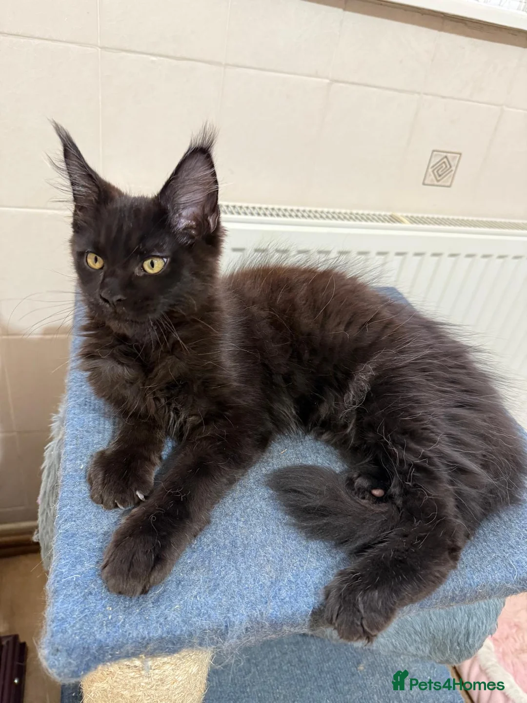 Maine Coon cats for sale: 😻1 Left  Ready Now Gorgeous Maine Coon Kitten 😻 - Advert 8