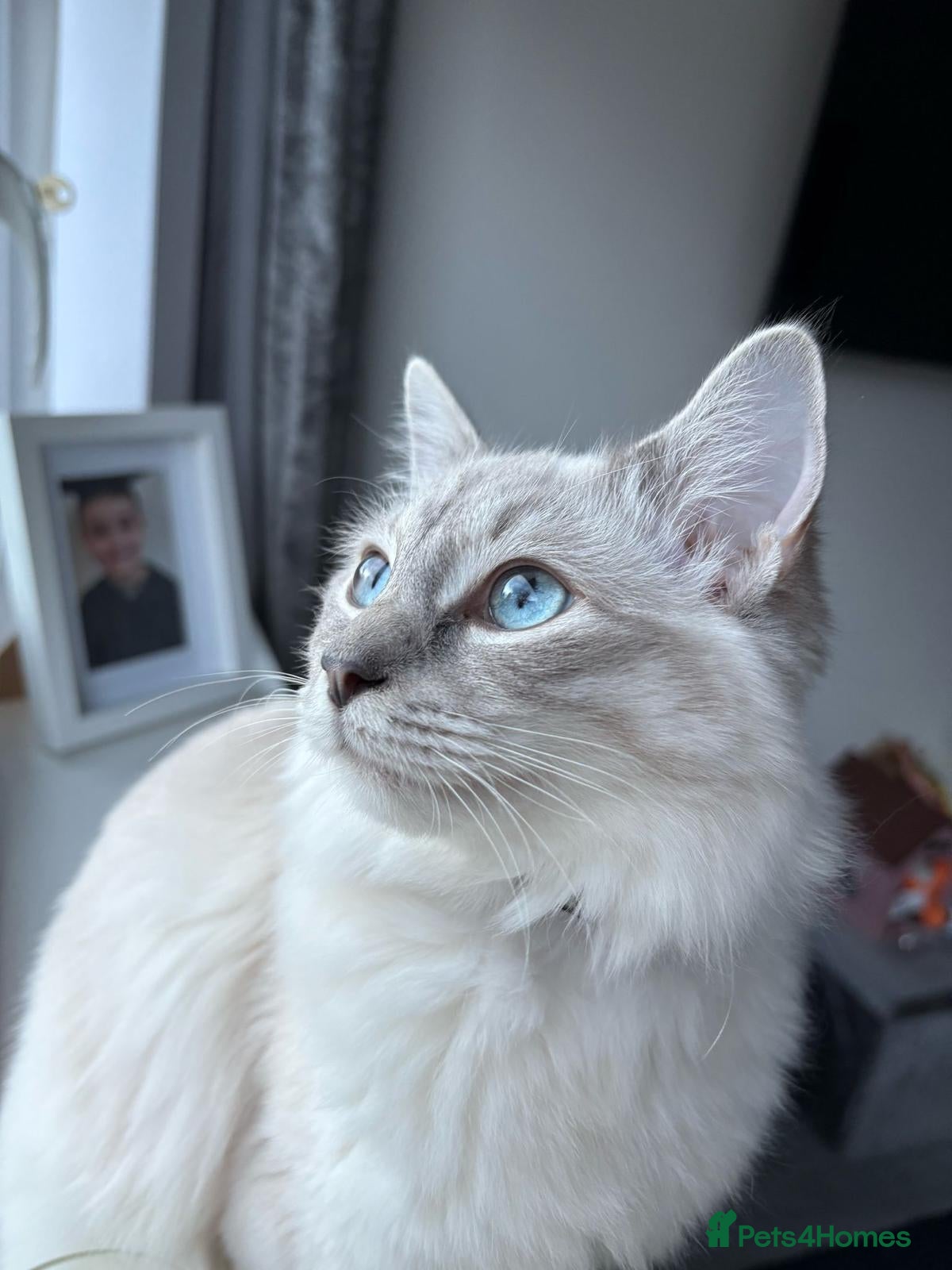 Ragdoll cats Beautiful lilic linx ragdoll female 16 months - Advert 2