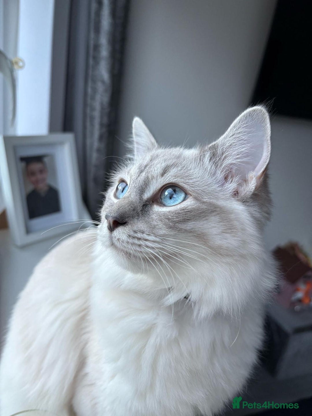 Ragdoll cats for sale: Beautiful lilic linx ragdoll female 16 months - Advert 1