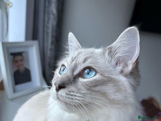 Ragdoll cats Beautiful lilic linx ragdoll female 16 months - Advert 2