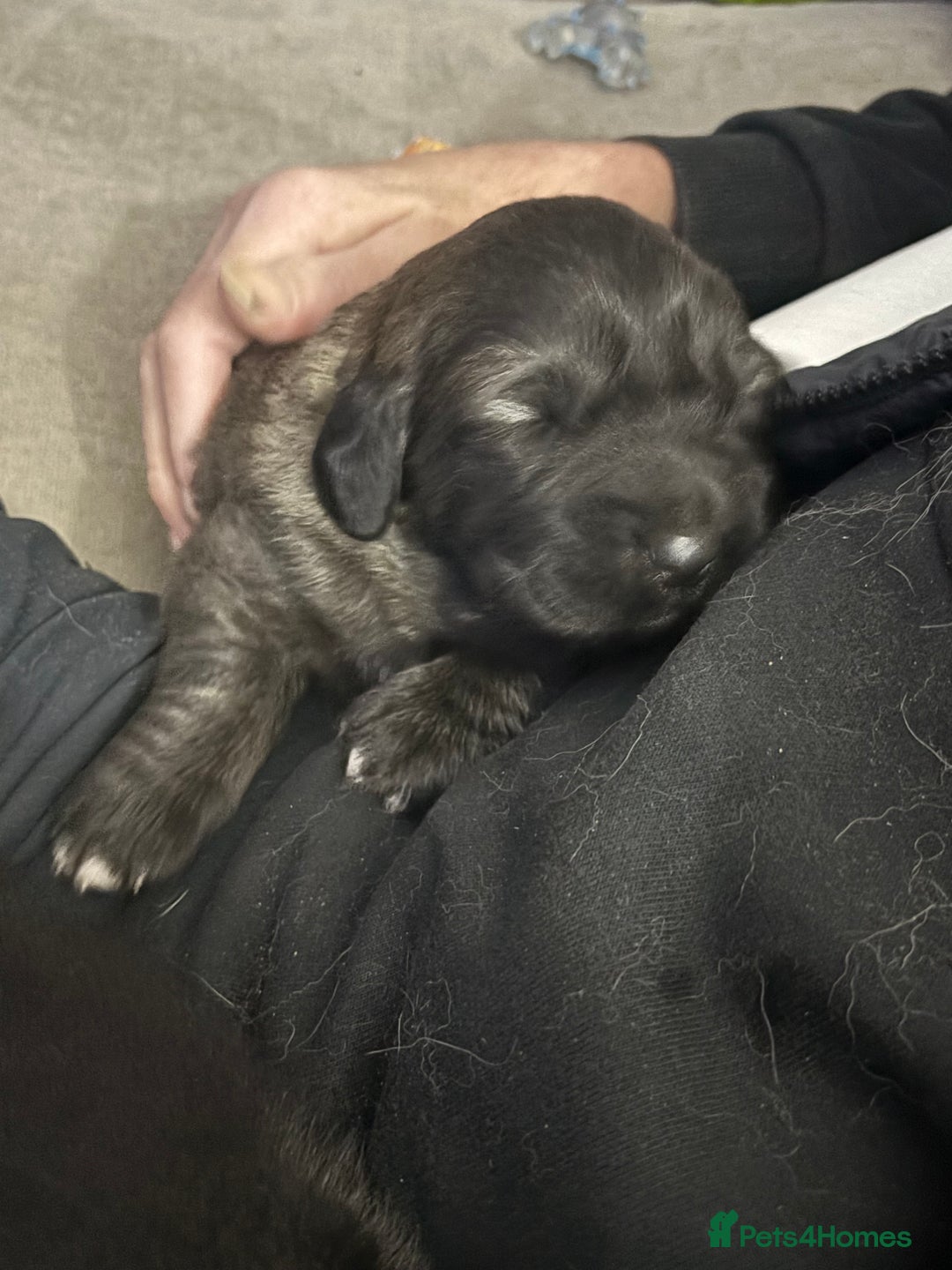 Caucasian Shepherd Dog dogs for sale: Caucasian shepherds 1 female and 1 male left - Advert 7