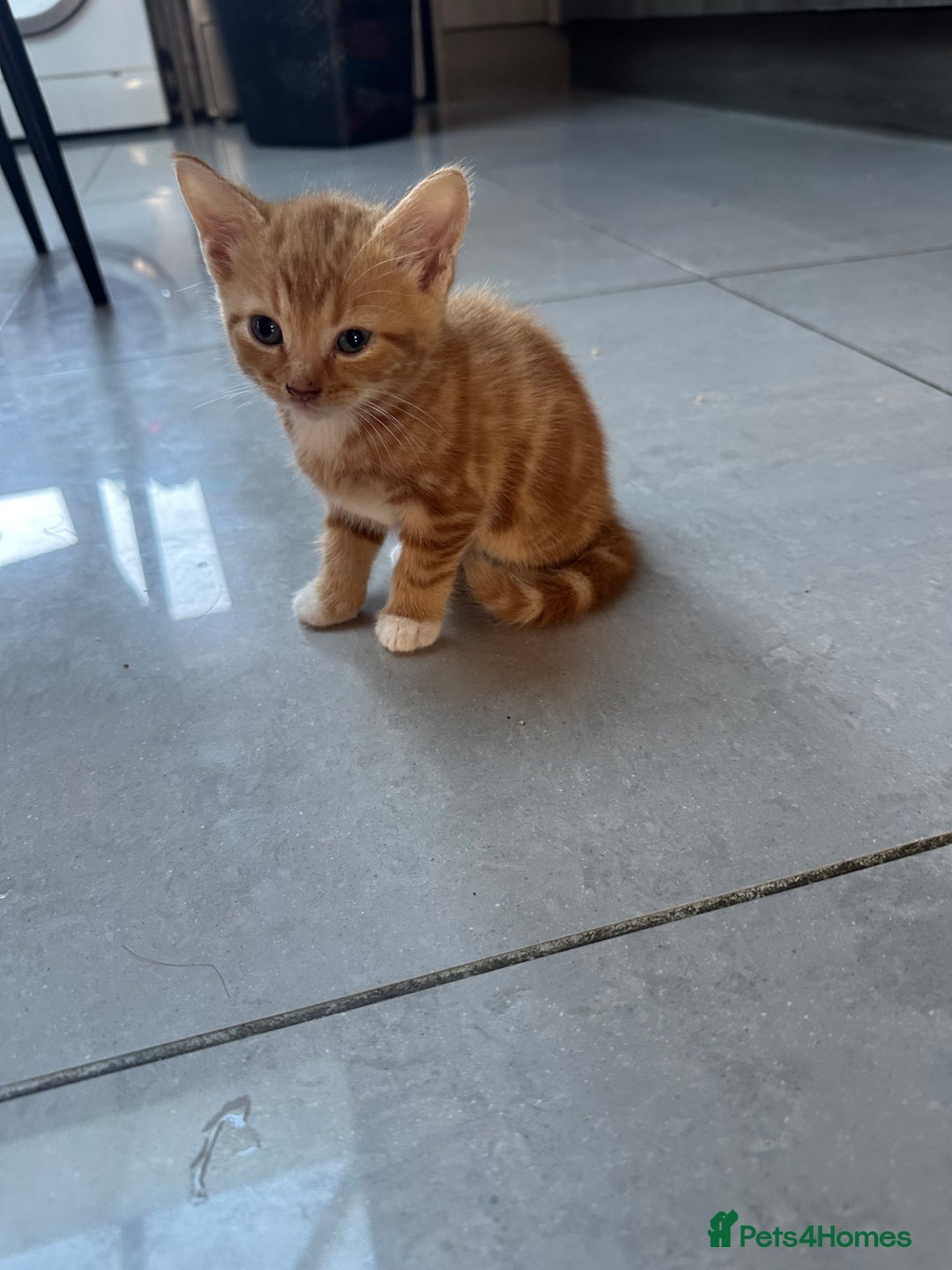 Mixed Breed cats for sale: Stunningly Gorgeous ginger kittens - Image 11