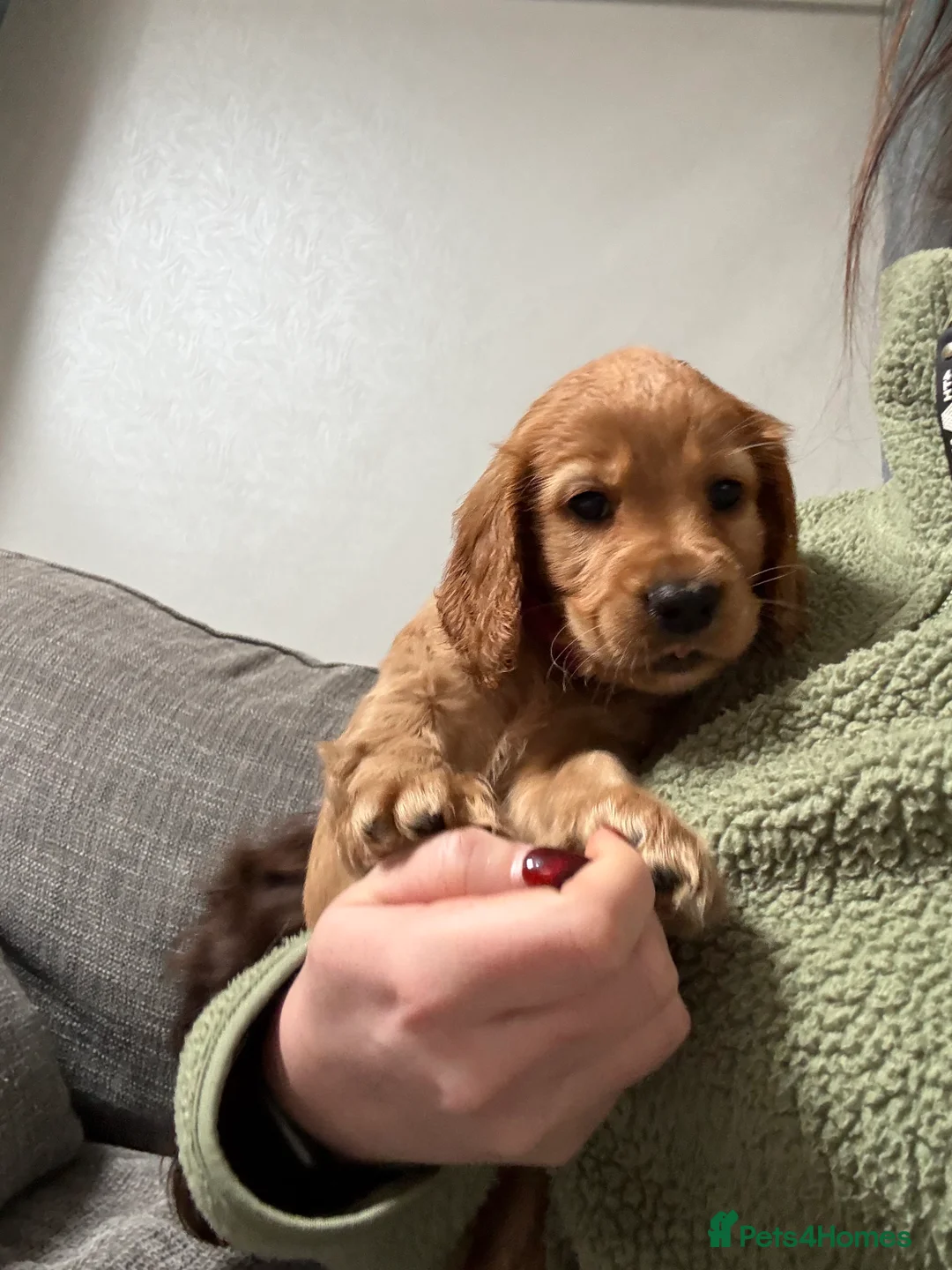 Cocker Spaniel dogs for sale: 3 girl cocker spaniel pups in Downpatrick - Advert 2
