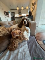 Cocker Spaniel dogs - Advert 4