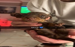 Miniature Dachshund dogs for sale: FOR SALE *Miniature dachshund puppies*  - Image 18