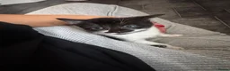 Mixed Breed cats for sale: Beautiful Friendly Mixed Breed Kittens  - Advert 17