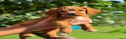 Sprocker dogs for sale: 1 beautiful female Sprocker left ❤️ - Advert 6