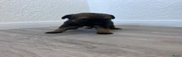 Border Terrier dogs for sale: Kc registered border terrier puppy’s  in Ashford - Advert 6