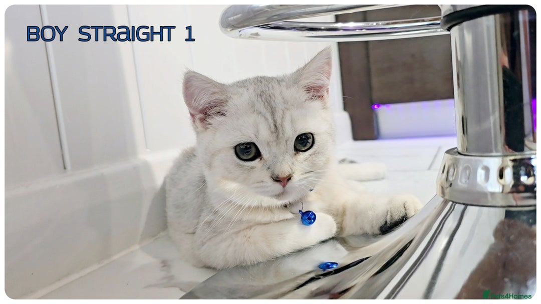 Scottish Fold cats for sale: Scotish Fold Kittens (Delivery available) - Image 9