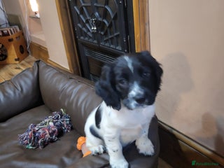 English Springer Spaniel dogs - Advert 5