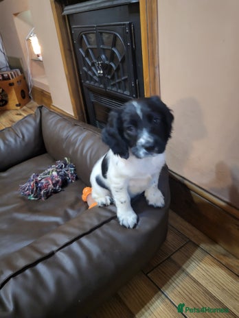 English Springer Spaniel dogs - Advert 6