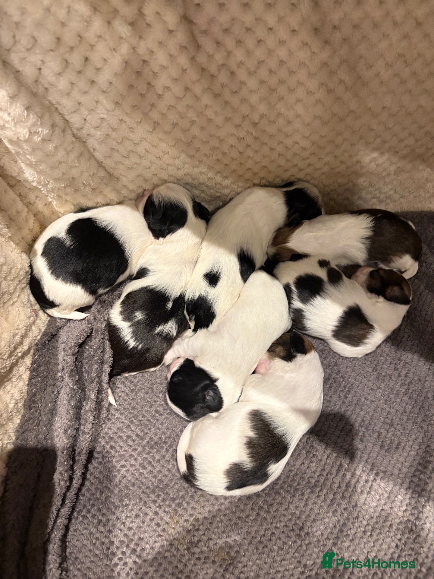 Lhasa Apso dogs Lhasa Apso Puppies For Sale - Advert 7