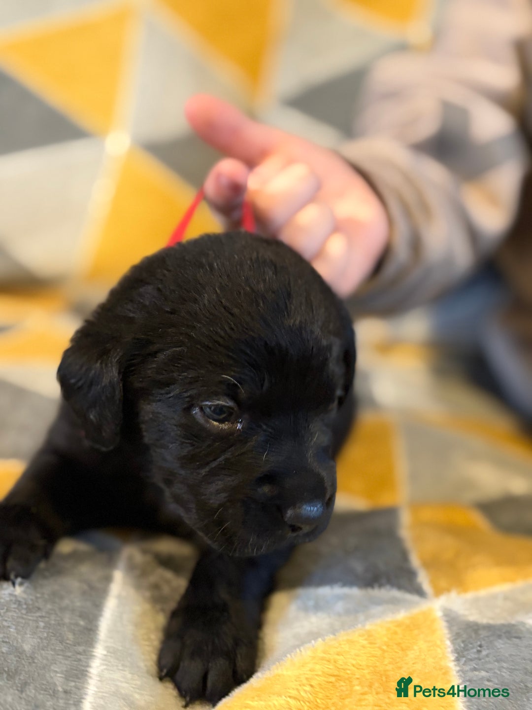 Labrador Retriever dogs for sale: Labrador puppies  - Advert 5