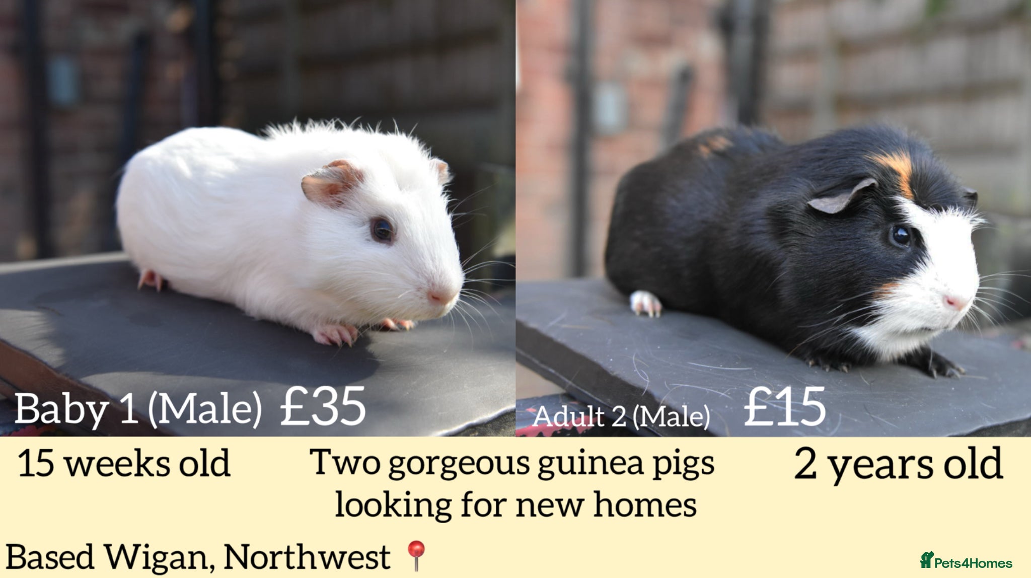 Guinea Pig rodents Guinea Pigs Looking For New Homes - Advert 5