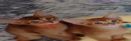 Abyssinian cats for sale: Abyssinian kittens for sale - Advert 15