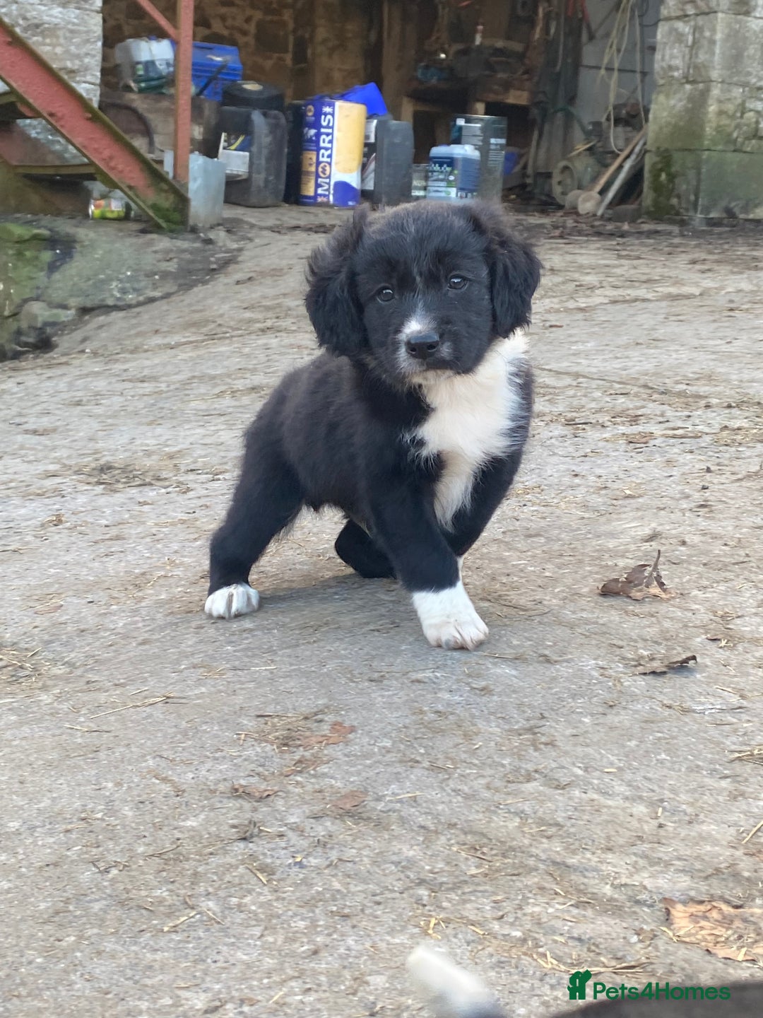 Mixed Breed dogs for sale:  4 Sprollie - Advert 7