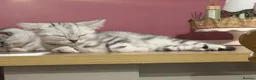 British Shorthair cats for sale: 🏆Champion lines GCCF registered 🏆 - Advert 8