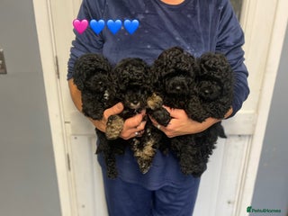 Toy Poodle dogs for sale: PEDIGREE TOY POODLES PRA CLEAR - Advert 1