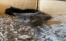 Mixed Breed cats for sale: 3 gorgeous kittens available  - Image 2