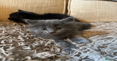 Mixed Breed cats - Advert 11