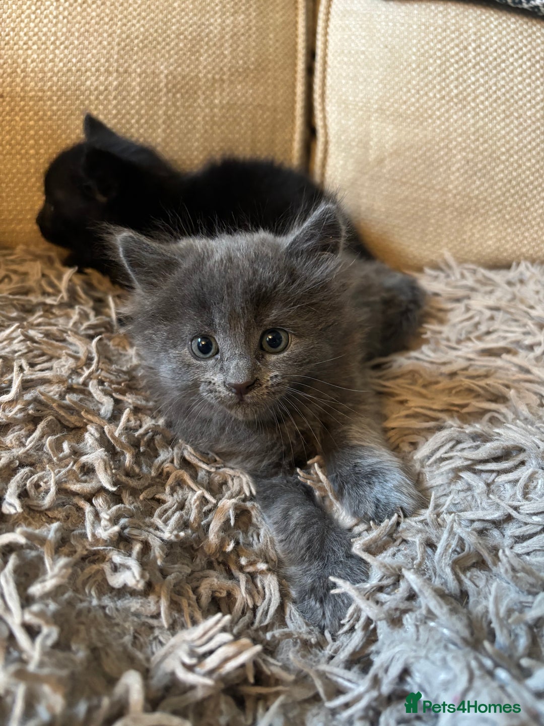 Mixed Breed cats for sale: 3 gorgeous kittens available  - Image 2