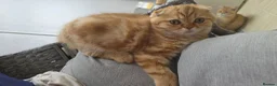 Scottish Fold cats for sale: READY NOW RARE INSTAGRAM KITTENS  - Advert 12