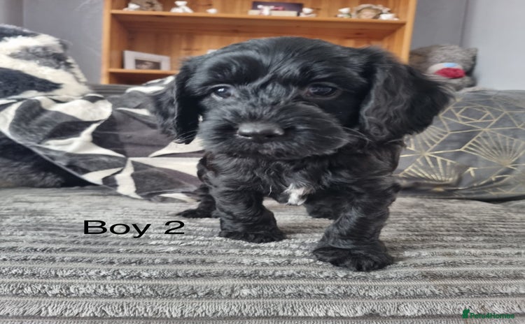Cockapoo dogs - Advert 3