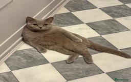 British Shorthair cats for sale: Rita female lilac British shorthair  - Image 1