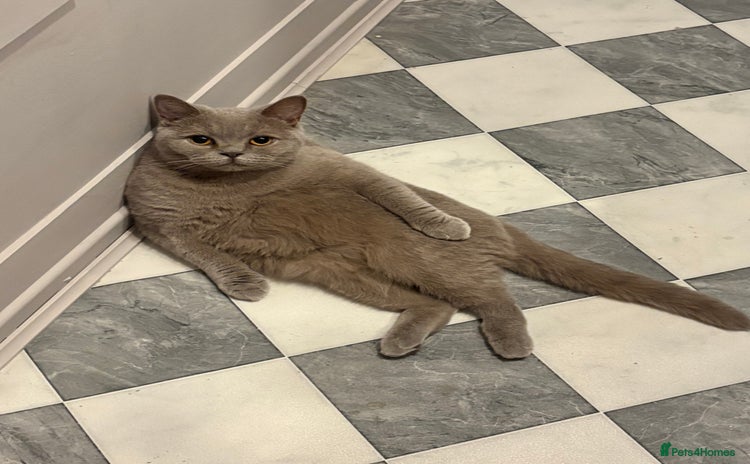 British Shorthair cats - Advert 16