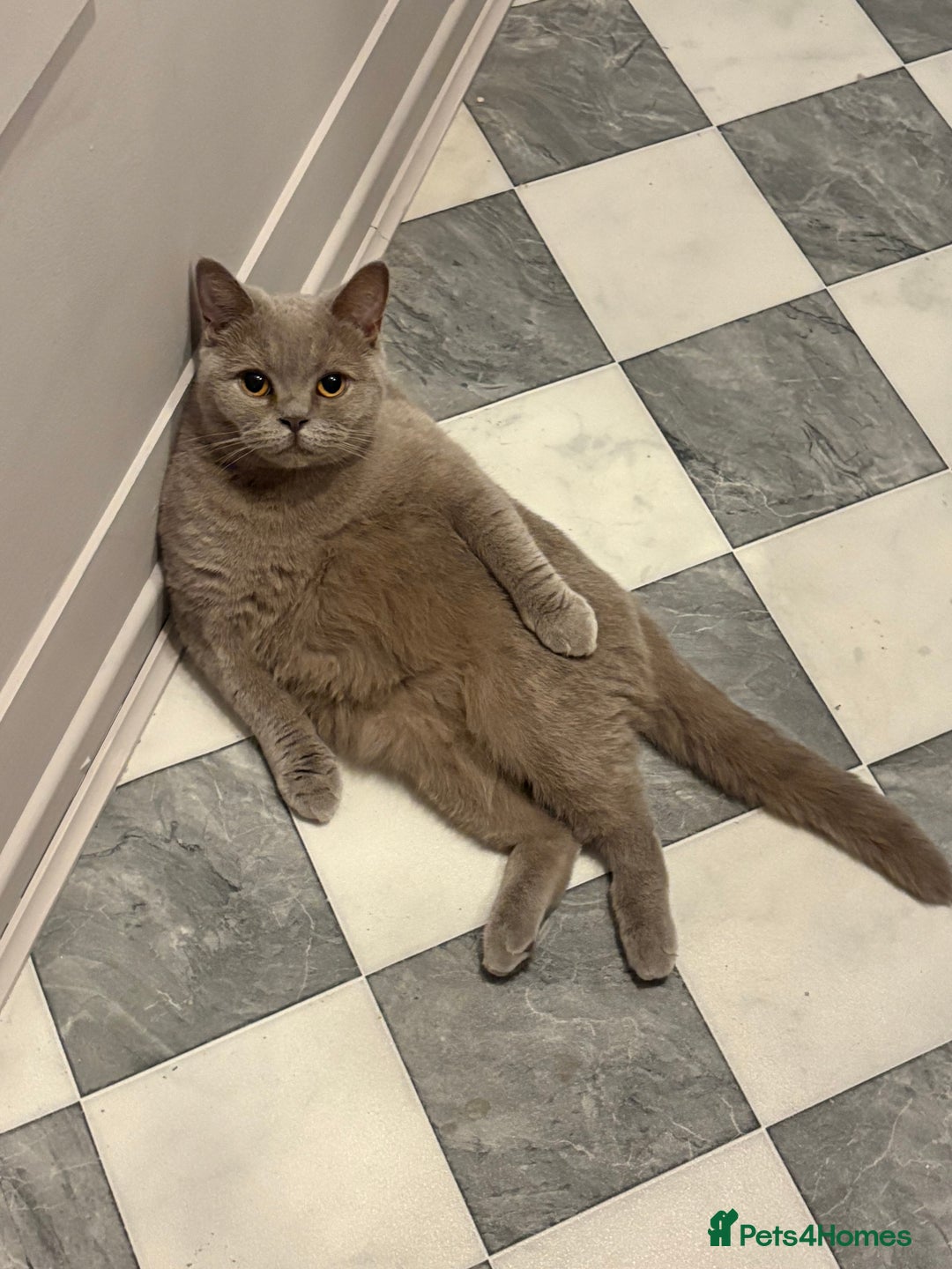 British Shorthair cats for sale: Rita female lilac British shorthair  - Image 1