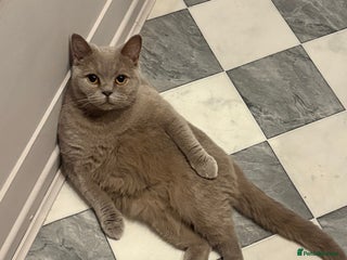 British Shorthair cats - Advert 21