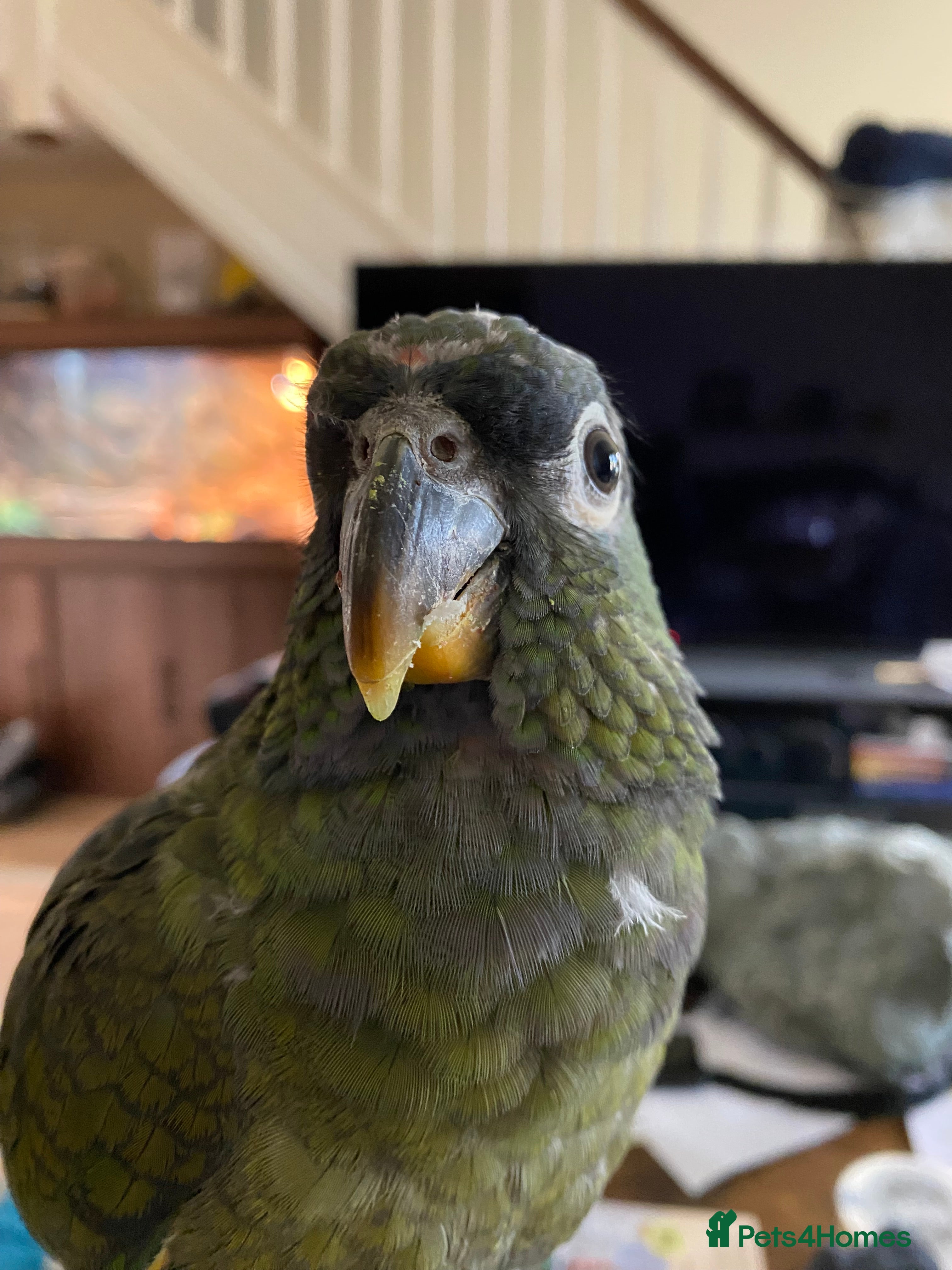 Parrots birds Male Maximilian Pionus looking for new home - Advert 10