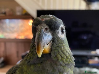 Parrots birds Male Maximilian Pionus looking for new home - Advert 1