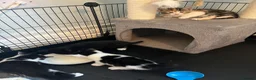 Mixed Breed cats for sale: 5 adorable kittens  - Advert 4