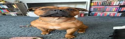 Mixed Breed dogs for sale: Rocky (mastiff x staff)  - Advert 16