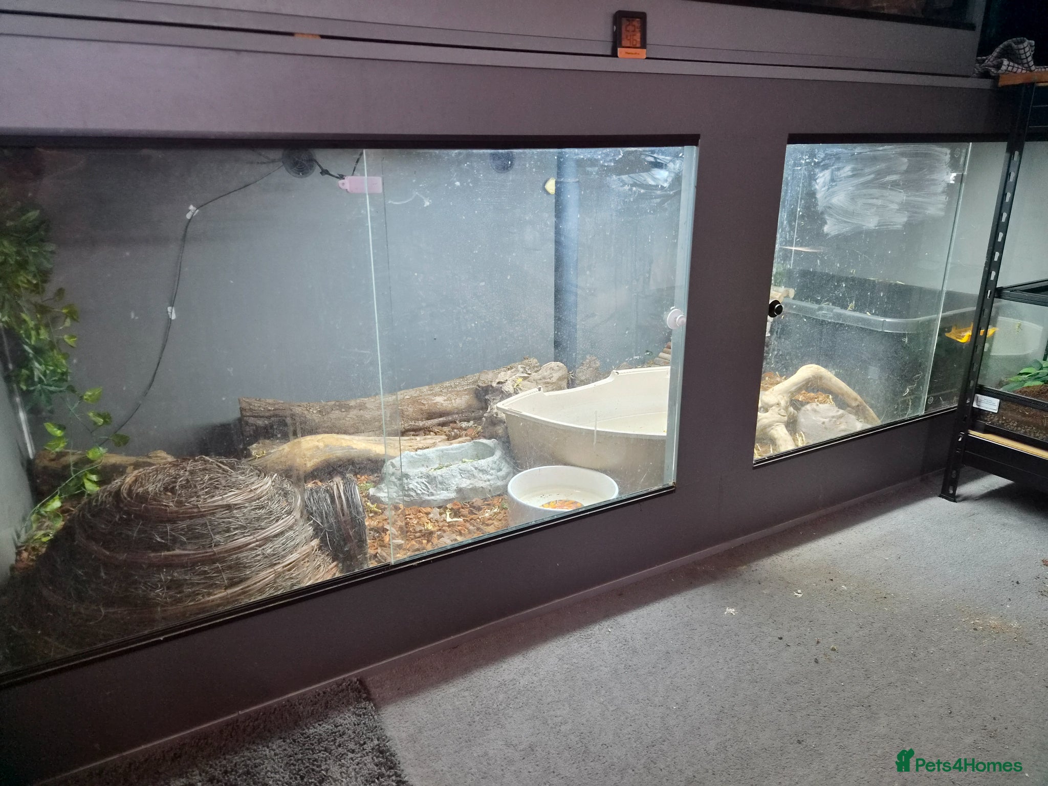 Mixed Breed reptiles Selling all reptiles updated 24/5/26 - Advert 2