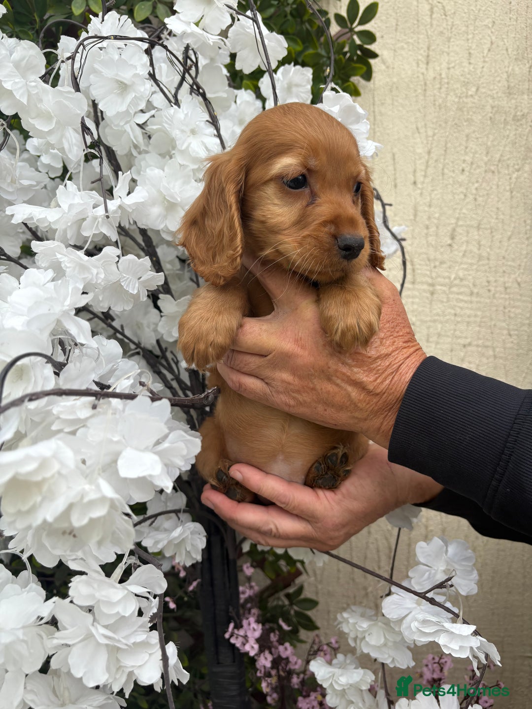 Cocker Spaniel dogs for sale: Stunning red cocker spaniel pups  - Image 14