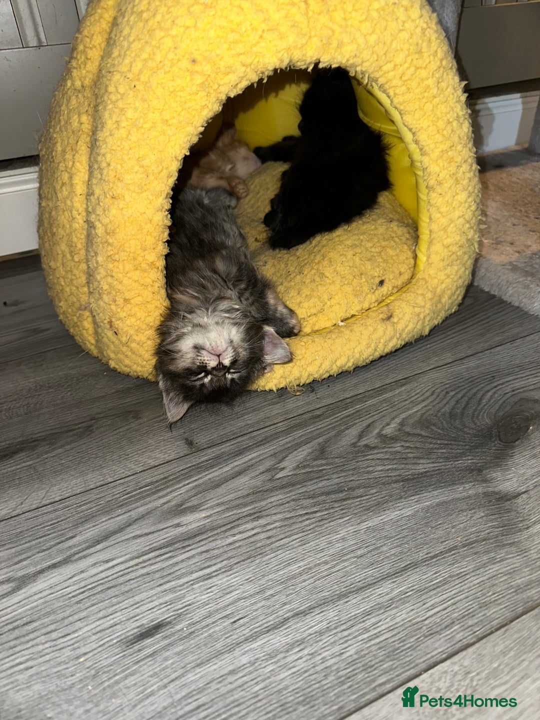 Maine Coon cats for sale: Maincoone kittens - Advert 4