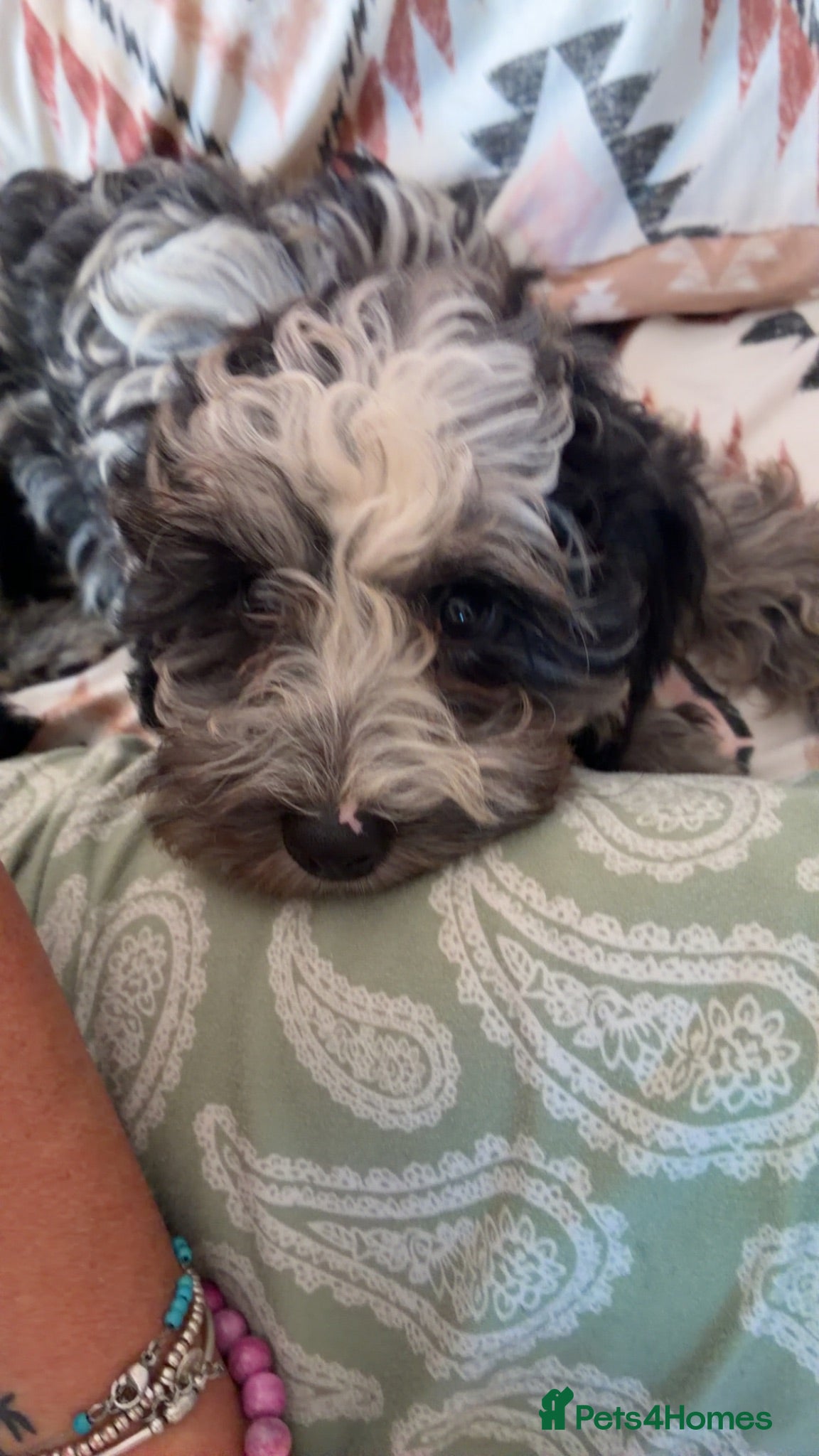 Cavapoo dogs Stunning little F1B cavapoo boy - Advert 1