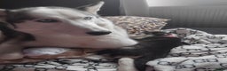 Siberian Husky dogs for sale: Husky puppy - Advert 1