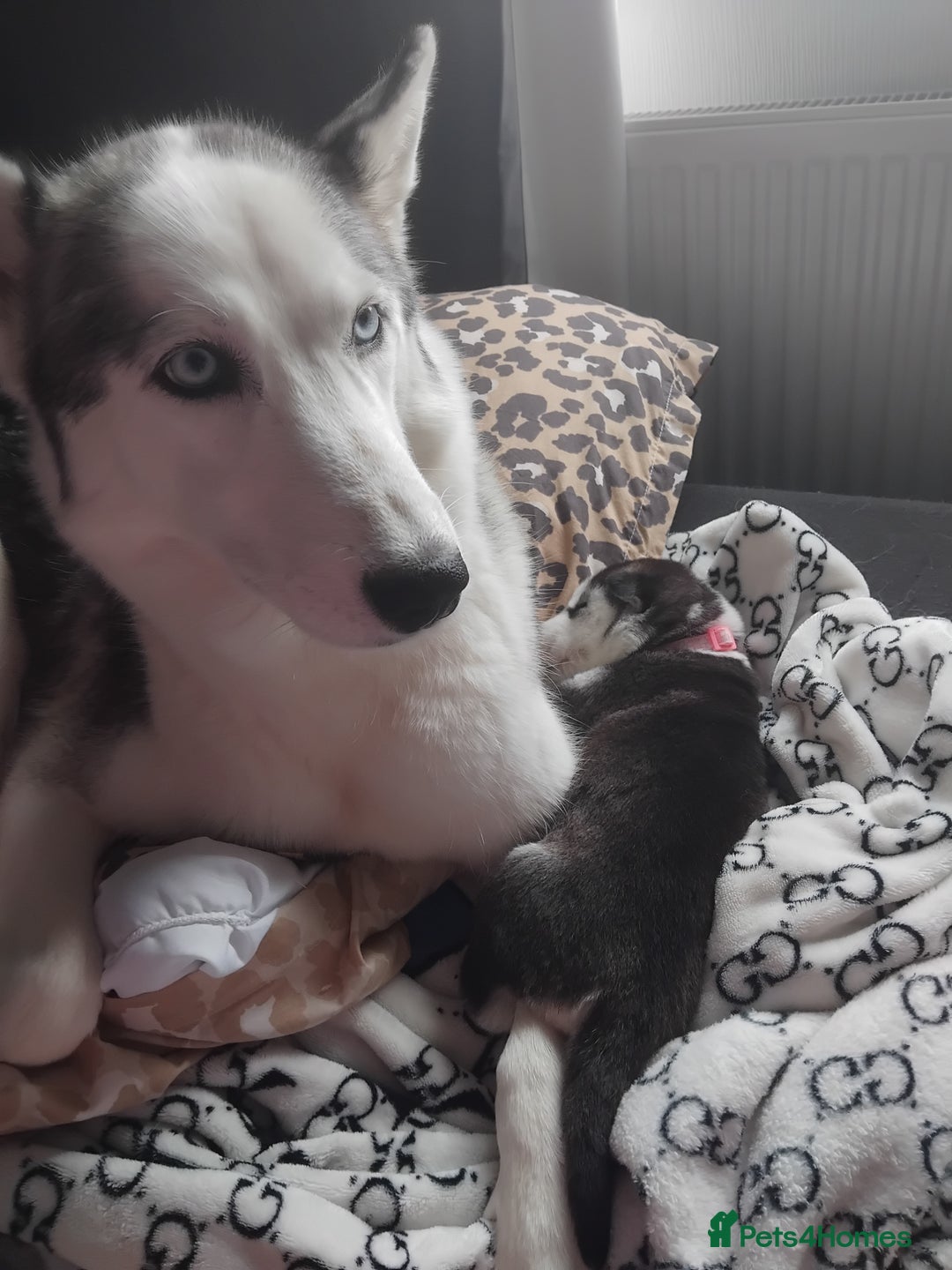 Siberian Husky dogs for sale: Husky puppy - Advert 1