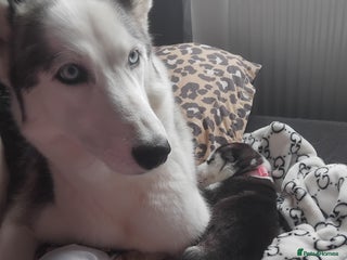 Siberian Husky dogs Husky puppy - Advert 4