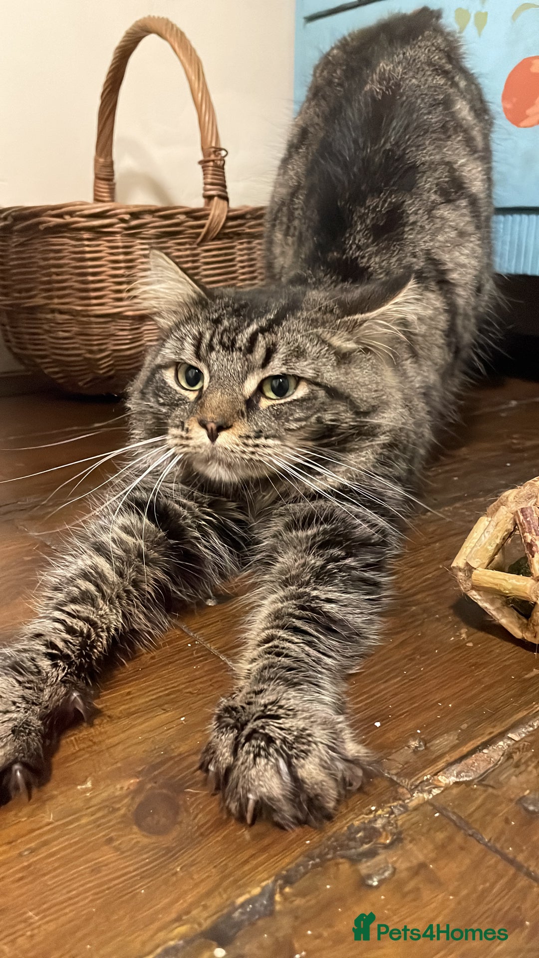 Domestic Shorthair cats for adoption: Fitz, 18 month old male neutered  - Advert 7